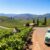Mendoza Road Trip: Exploring Argentina’s Wine Country Vineyards