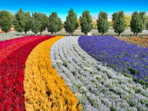 Rows of vibrant flowers in red, yellow, white, and purple curve across the Hokkaido Flower Fields. Tall green trees line the background under a bright blue sky, creating a colorful and scenic landscape along these charming Floral Routes.