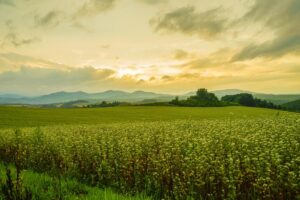 A lush green field with blooming wildflowers stretches into the distance under a cloudy sky at sunrise or sunset, reminiscent of scenic Hokkaido flower fields. Rolling hills bask in golden light, inviting you to explore enchanting floral routes.