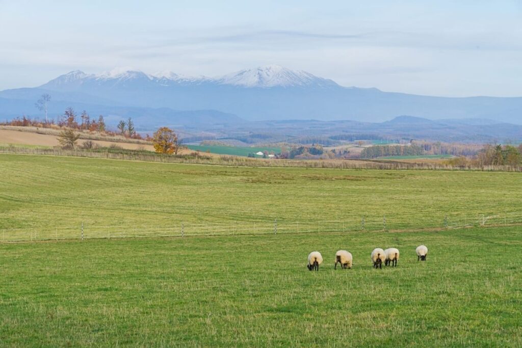 Five sheep graze on a green field with rolling hills in the background, reminiscent of Hokkaido Flower Fields. Autumn-colored trees and distant snow-capped mountains rise under a pale blue sky, creating a calm and pastoral scene.